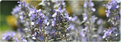 Cornelia Gunn - Kosmetik in Stuttgart